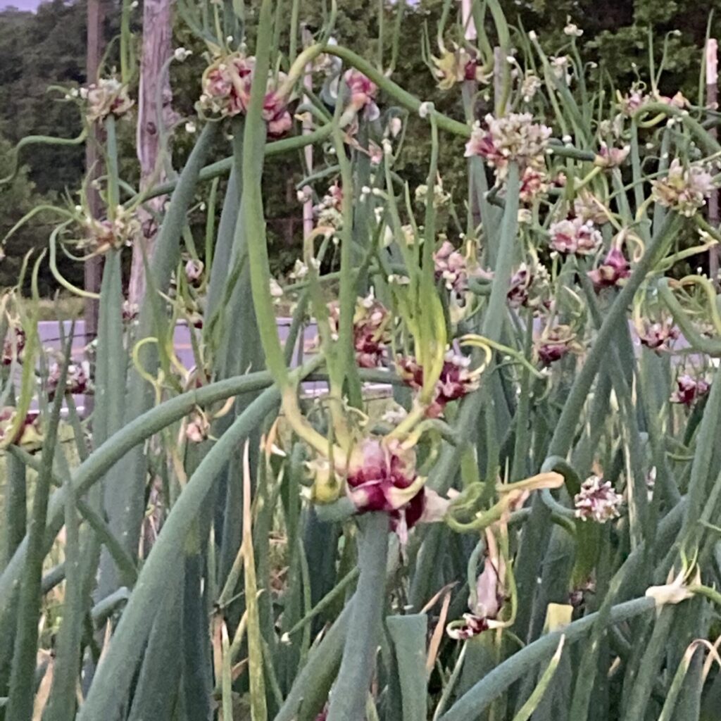 Walking Egyptian Onion