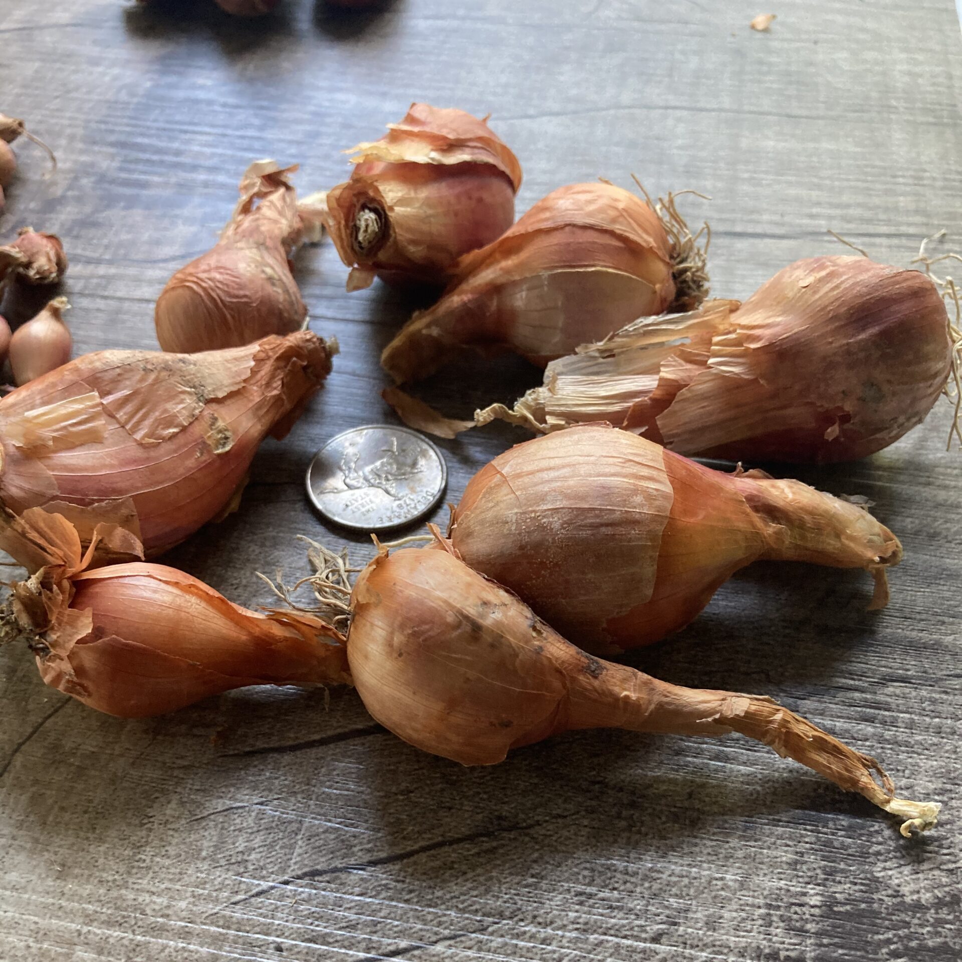  Egyptian Onion Root Bulbs 