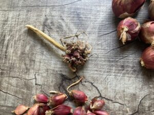 Egyptian Onion Seed Bulbils