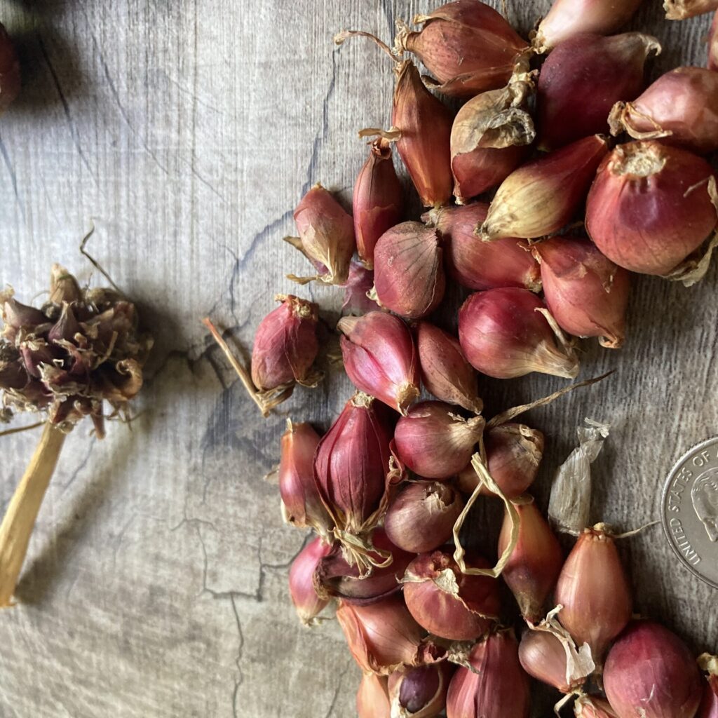 Egyptian Walking Onion Seed Bulbils