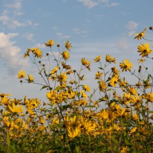 Jerusalem Artichoke Flower