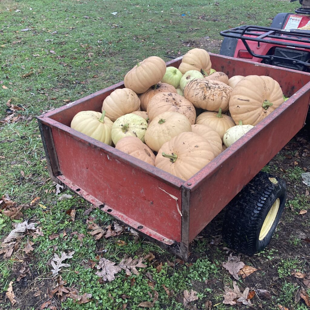 Wagon Full of Long Island Cheese Pumkins