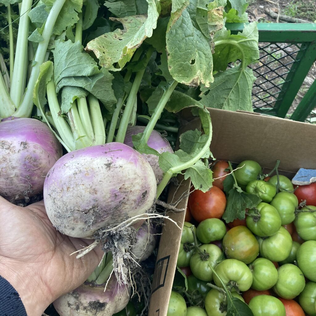 Beans, Turnips, Tomatoes and Peppers