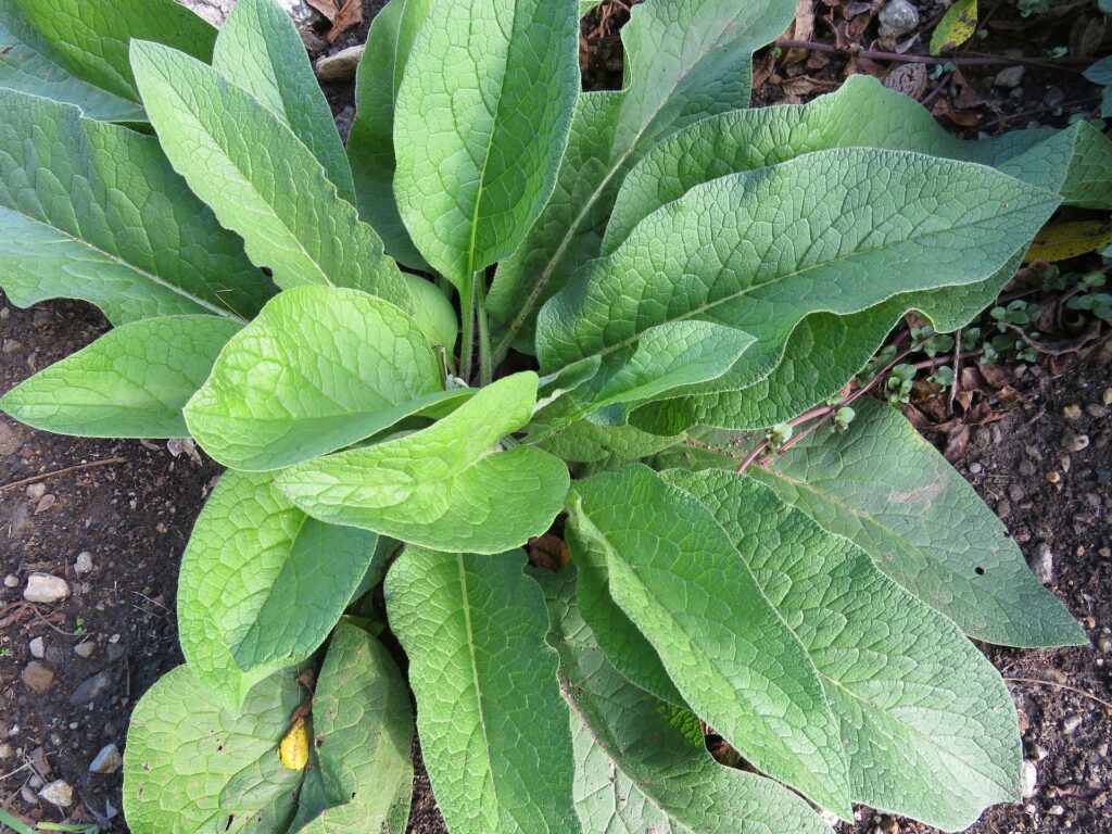 Comfrey Plant