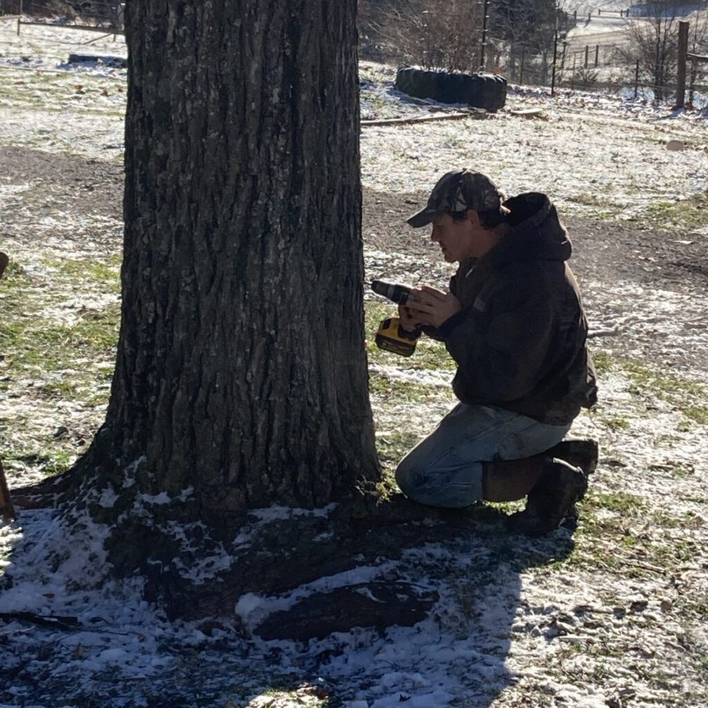 Tapping a Walnut Tree #2