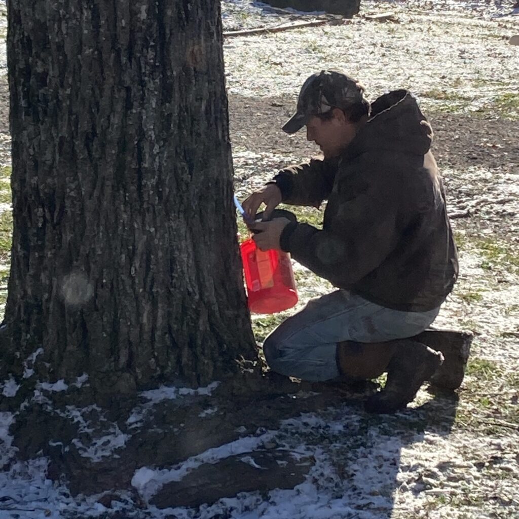 Tapping a Walnut Tree