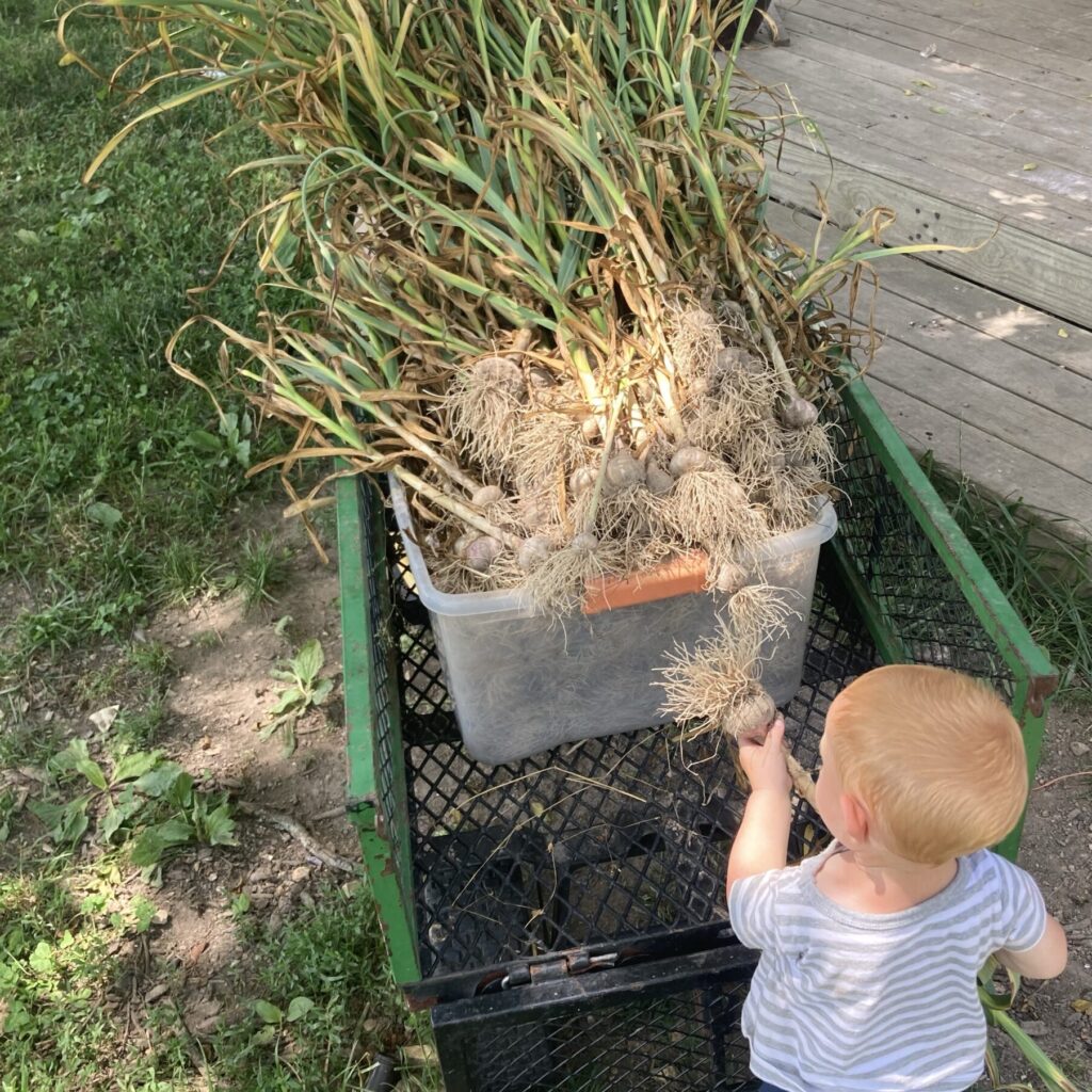 Helping with the Garlic Harvest